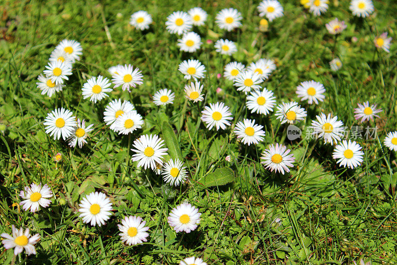 雏菊(bellis perennis)孤立在绿色草坪上的特写